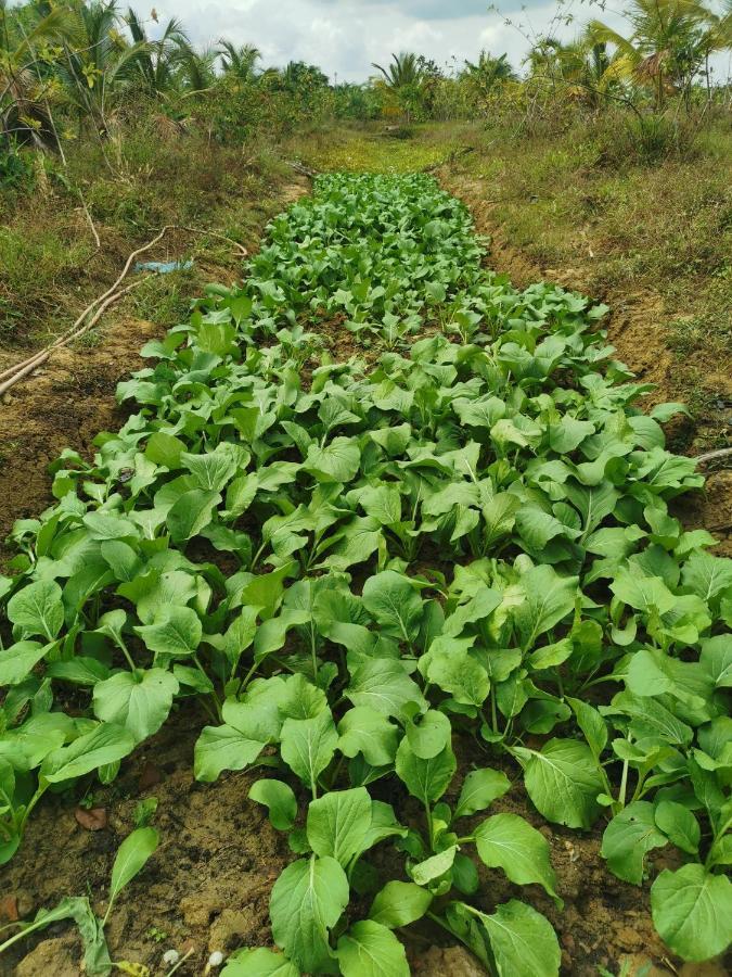 Cana​ Garden​ House​ โฮมสเตย์​ Rumah percutian Ban Khok